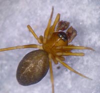 Meioneta innotabilis