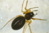 Meioneta rurestris