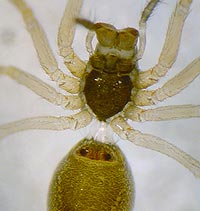 Meioneta rurestris