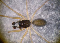 Meioneta rurestris