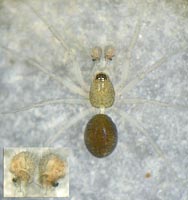 Meioneta saxatilis