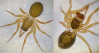 Eperigone trilobata