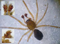 Eperigone trilobata