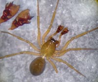 Mermessus trilobatus