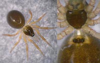 Metopobactrus prominulus