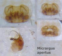 Micrargus apertus
