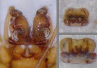 Micrargus apertus