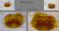 Micrargus apertus versus herbigradus