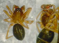 Micrargus subaequalis