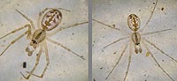 anklicken zum vergrössern (click to enlarge)