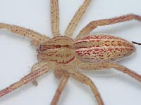 Micrommata virescens