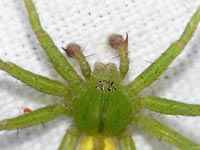 Micrommata virescens