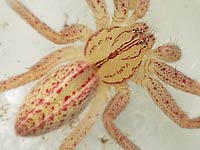Micrommata virescens