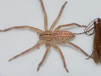 Micrommata virescens