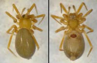 Microneta viaria