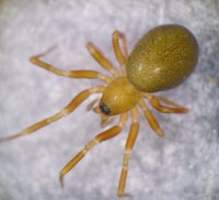 Microneta viaria