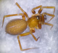 Microneta viaria