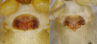 Microneta viaria