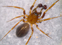 Microneta viaria