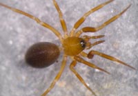 Microneta viaria