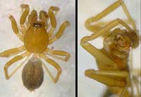 Microneta viaria
