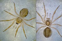 Minicia marginella
