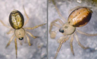 Minicia marginella