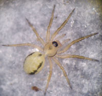 Minicia marginella