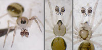 Minicia marginella