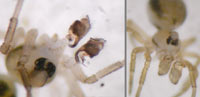 Minicia marginella