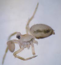 Minicia marginella