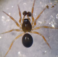 Minyriolus pusillus