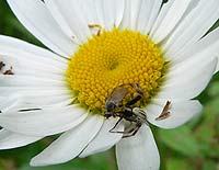 anklicken zum vergrössern (click to enlarge)