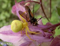 anklicken zum vergrössern (click to enlarge)