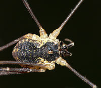 Mitopus morio