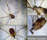 Mitostoma chrysomelas