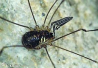 Mitostoma chrysomelas