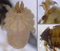 Mitostoma chrysomelas