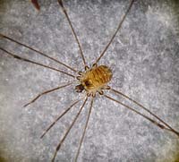 Mitostoma chrysomelas