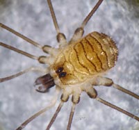 Mitostoma chrysomelas
