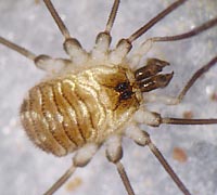 Mitostoma chrysomelas