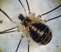 Mitostoma chrysomelas