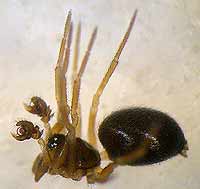 Moebelia penicilliata