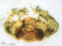 Mughiphantes variabilis