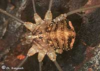 Nelima sempronii