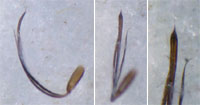 Nemastoma dentigerum