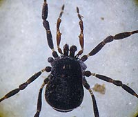 Nemastoma dentigerum
