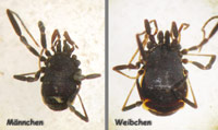Nemastoma dentigerum