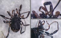 Nemastoma dentigerum