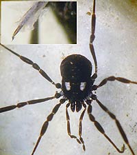 Nemastoma lugubre